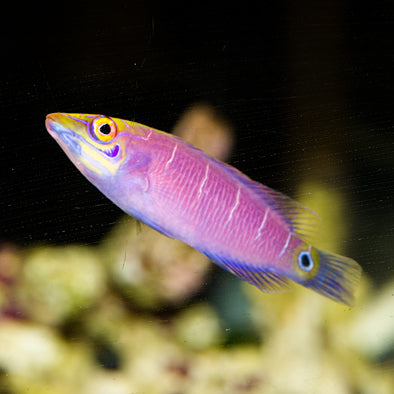 Mystery Wrasse Bonded Pair