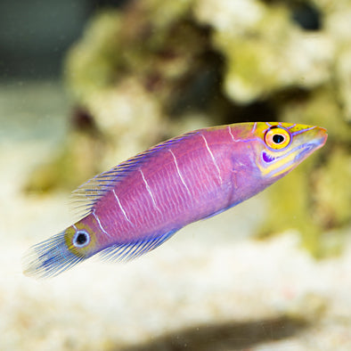 Mystery Wrasse Bonded Pair