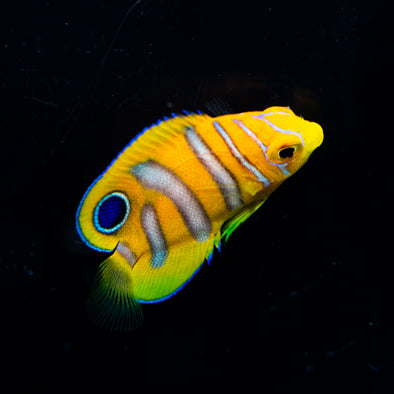 Captive Bred Regal Angelfish (BA)