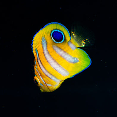 Captive Bred Regal Angelfish (BA)