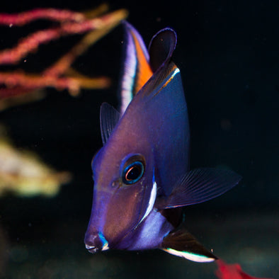 Achilles Tang Juvenile