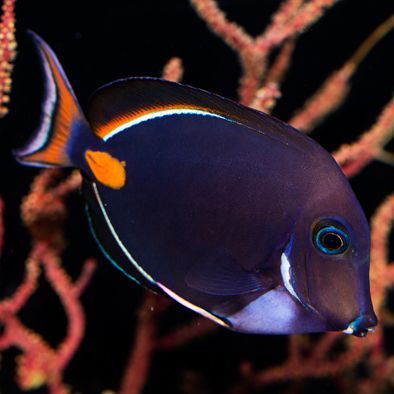 Achilles Tang Juvenile