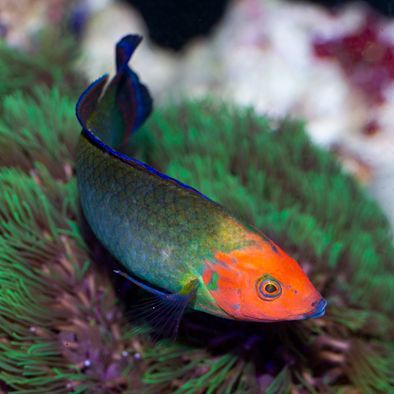 Red Head Wrasse