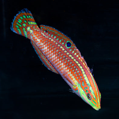 Christmas Wrasse