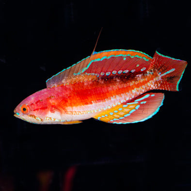 Diamond-Tail Flasher Wrasse Terminal Phase