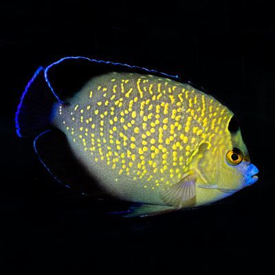 Wild Goldflake Angelfish