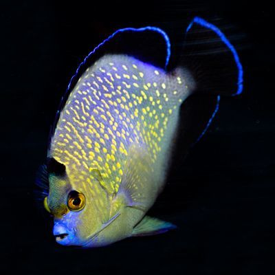 Wild Goldflake Angelfish