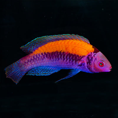 Orange-Back Fairy Wrasse