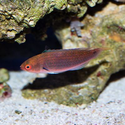 Fine Spotted Fairy Wrasse Initial Phase