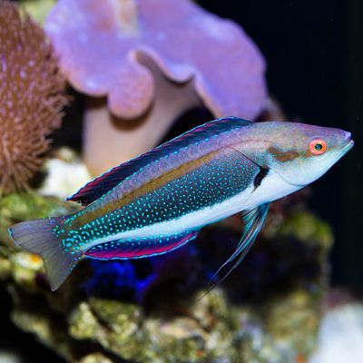 Fine Spotted Fairy Wrasse Terminal Phase