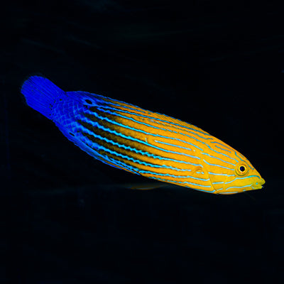 Candycane Femininus Wrasse