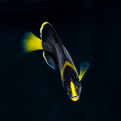 Blue Line Angelfish