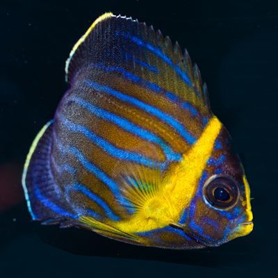 Blue Line Angelfish