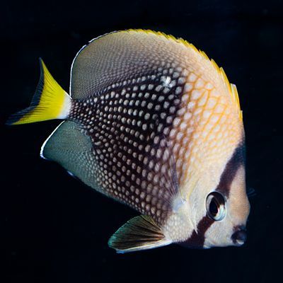 Tahitian Butterflyfish