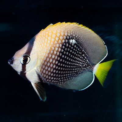 Tahitian Butterflyfish