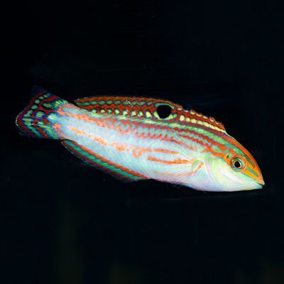 Christmas Wrasse