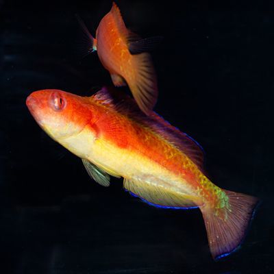 Hooded Flame Fairy Wrasse Male