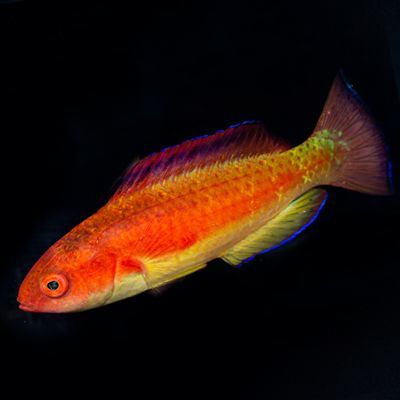 Hooded Flame Fairy Wrasse Male