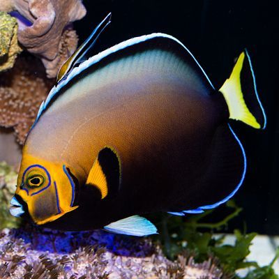 Wild Conspicuous Angelfish