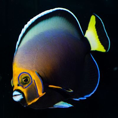 Wild Conspicuous Angelfish