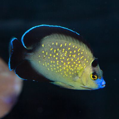 Wild Goldflake Angelfish