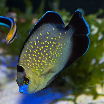 Wild Goldflake Angelfish