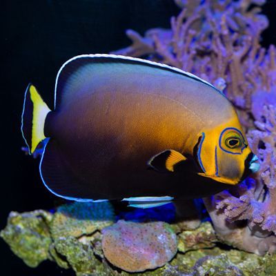 Wild Conspicuous Angelfish