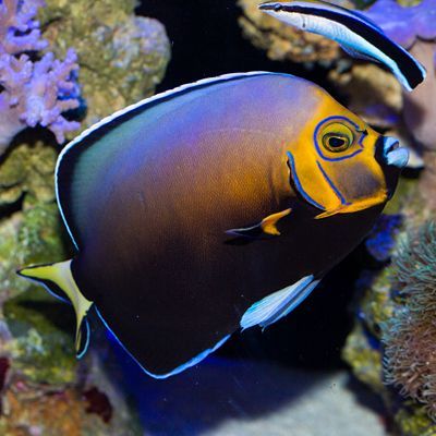 Wild Conspicuous Angelfish