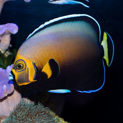 Wild Conspicuous Angelfish