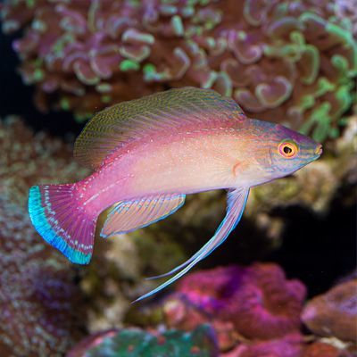 Blue Margin Fairy Wrasse Terminal Phase