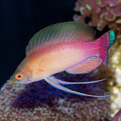 Blue Margin Fairy Wrasse Terminal Phase