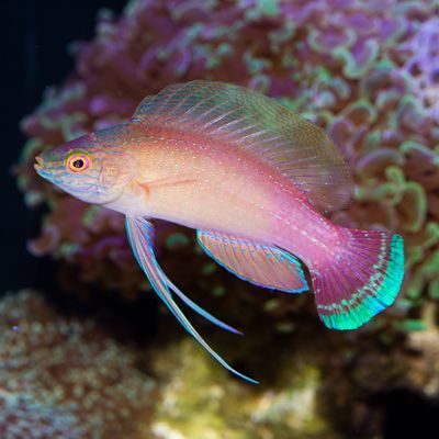 Blue Margin Fairy Wrasse Terminal Phase