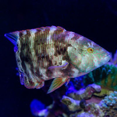 Broom Tail Wrasse