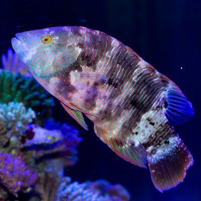 Broom Tail Wrasse