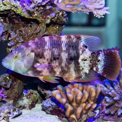 Broom Tail Wrasse