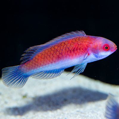 Darwin Glow Fairy Wrasse