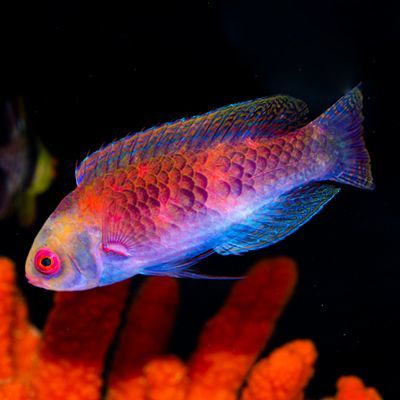 Darwin Glow Fairy Wrasse