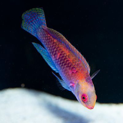 Darwin Glow Fairy Wrasse