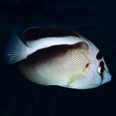 Griffis Angelfish