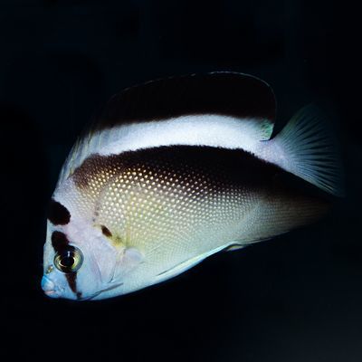 Griffis Angelfish