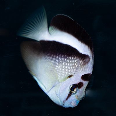 Griffis Angelfish