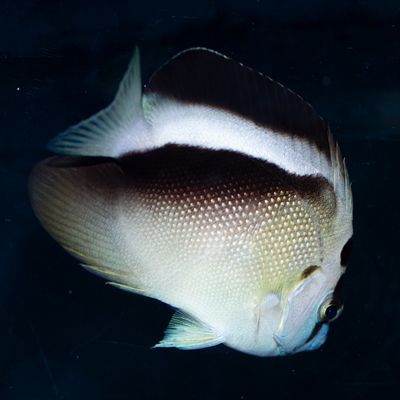 Griffis Angelfish