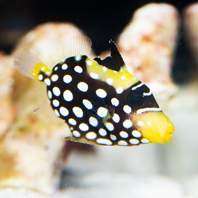 Clown Triggerfish