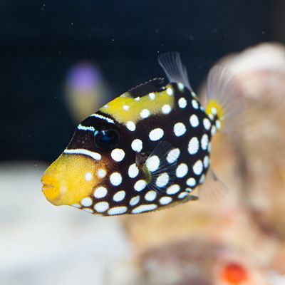 Clown Triggerfish