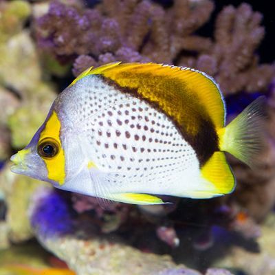 Declivis Butterflyfish