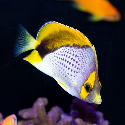 Declivis Butterflyfish