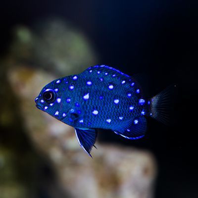 Jewel Damselfish