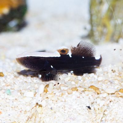 Whitecap Goby