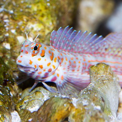 Orange Spotted Blenny