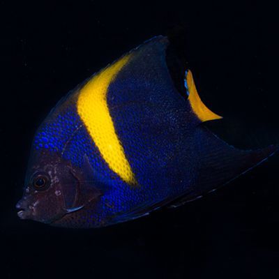 Asfur Angelfish